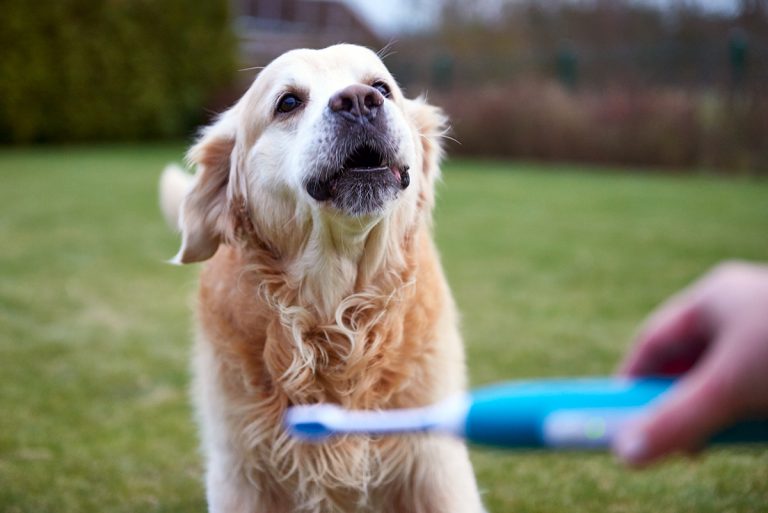 Zahnpflege beim Hund mit wenig Aufwand viel erreichen Ciao Gianna