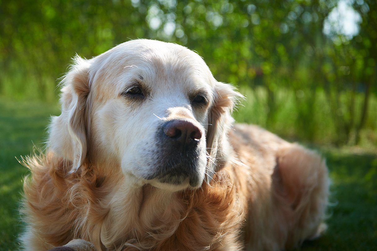 Von Schattenschläfern und Sonnenanbetern Wie kommen Hunde mit der